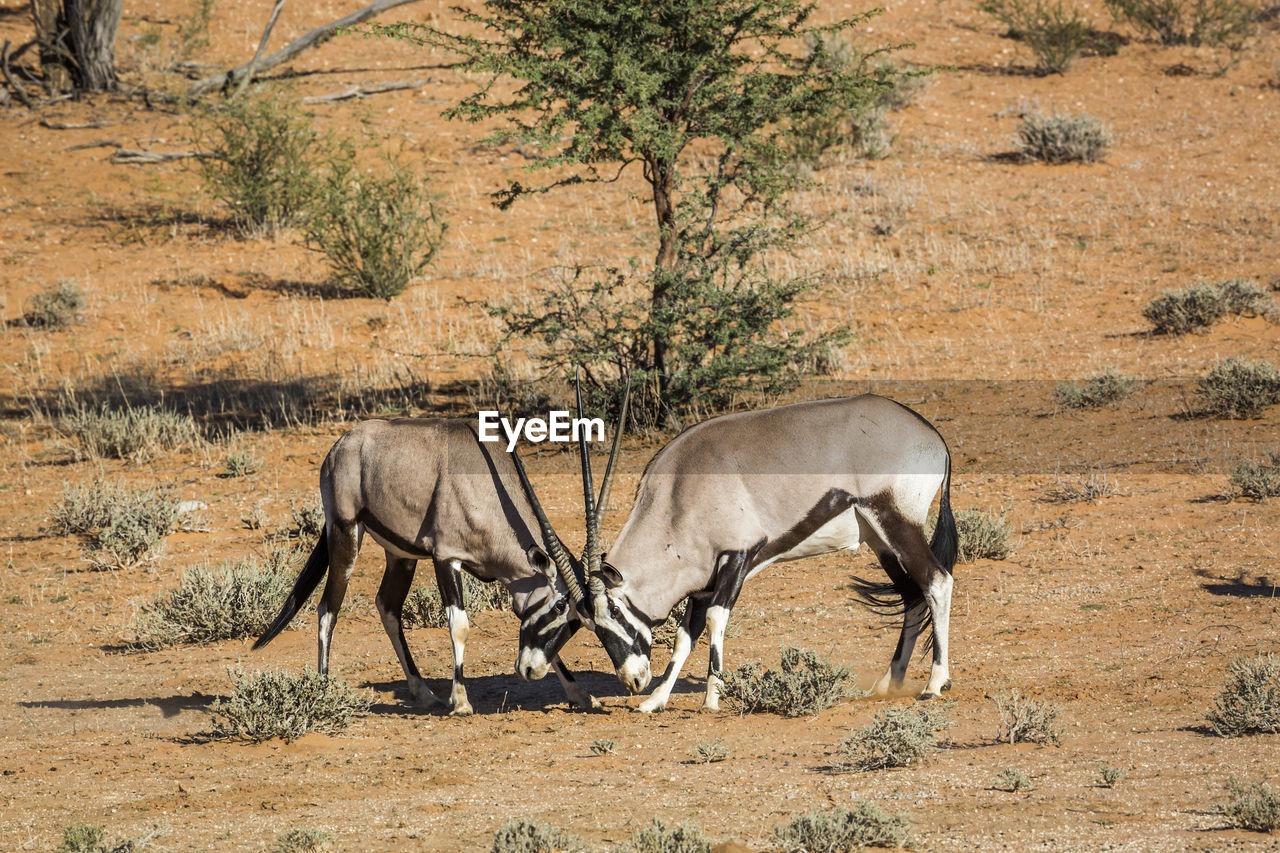 Antelope fighting in desert