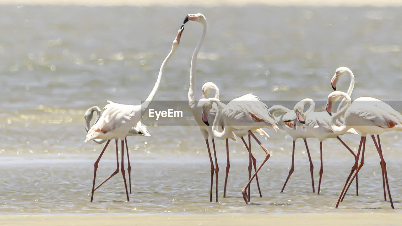 Flock of flamingos on beach