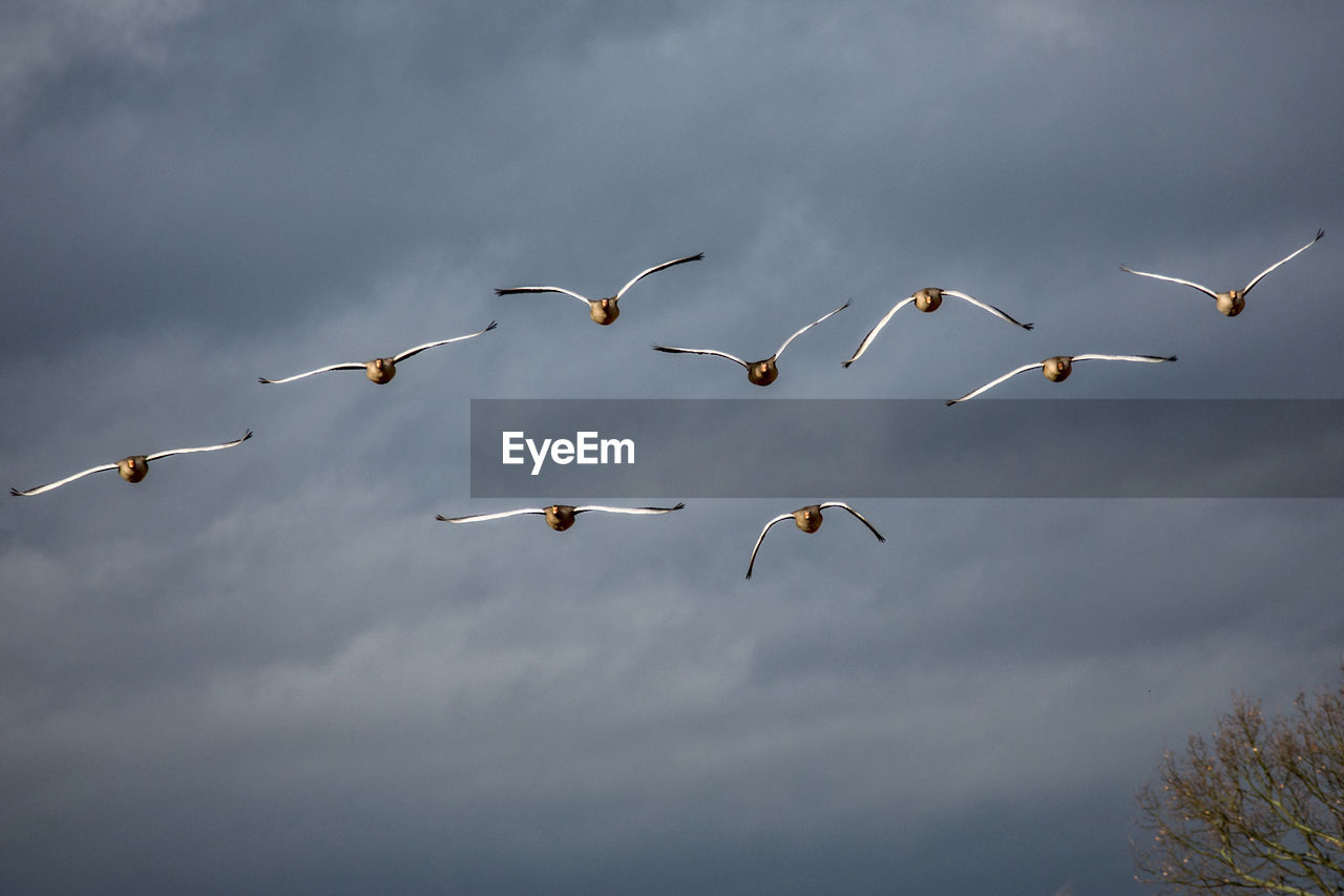 BIRDS FLYING IN SKY