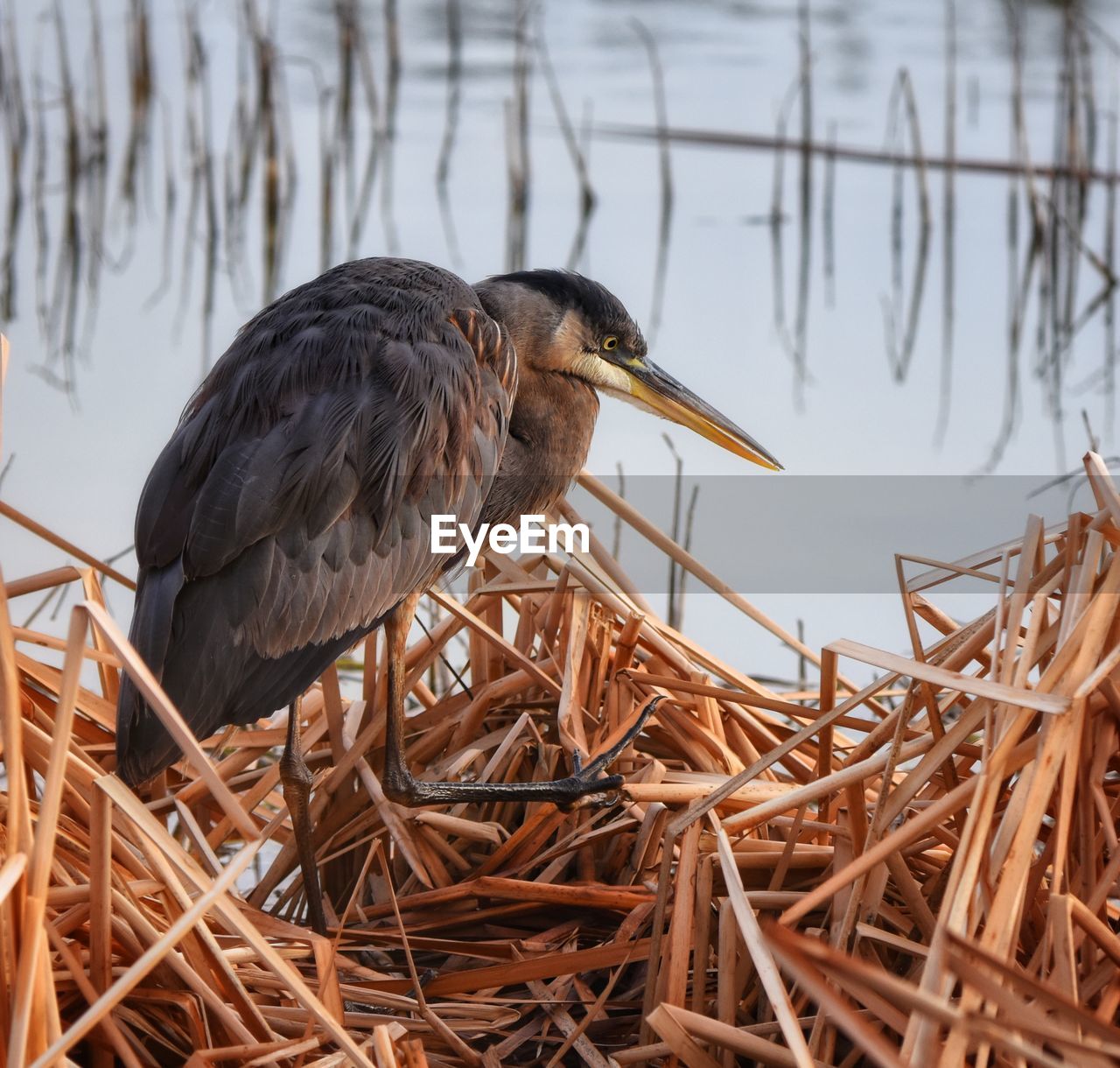 Close-up of blue heron perching on dried grass by lake