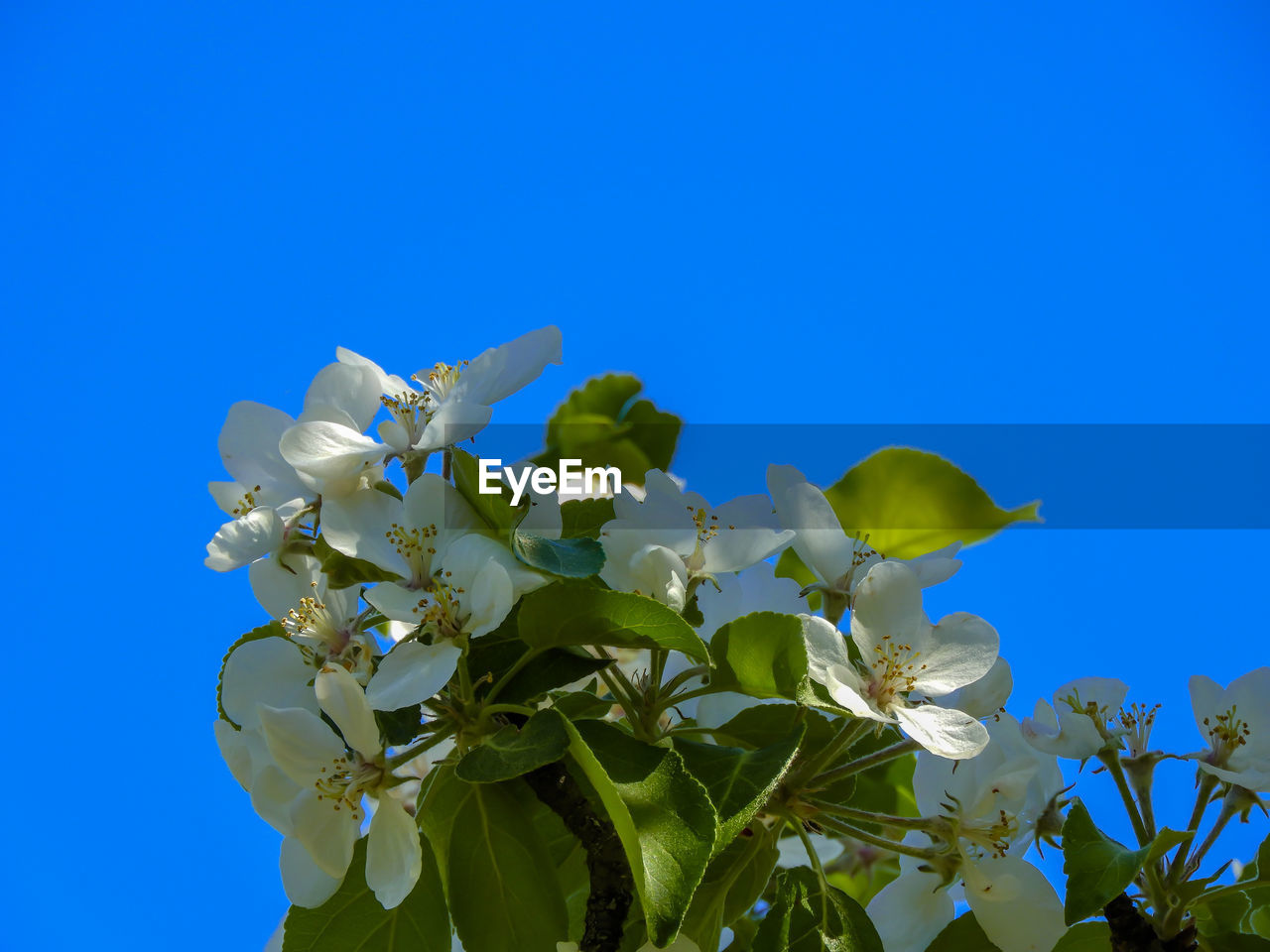 Low angle view of flowering plant against blue sky