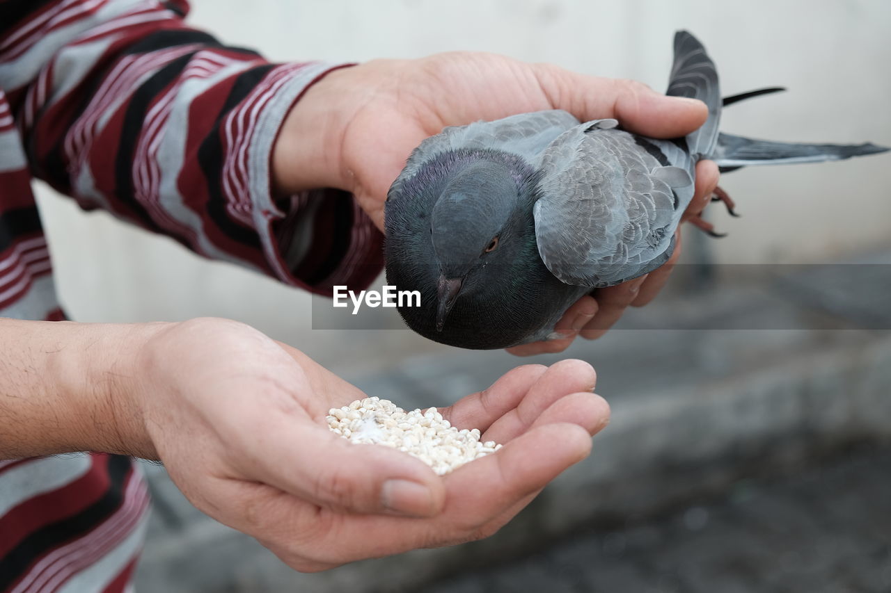 Midsection of man holding pigeon and grains