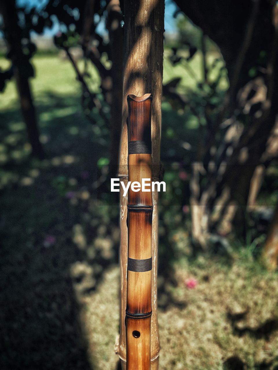 tree, plant, focus on foreground, land, nature, forest, day, wood, no people, outdoors, weapon, tree trunk, trunk