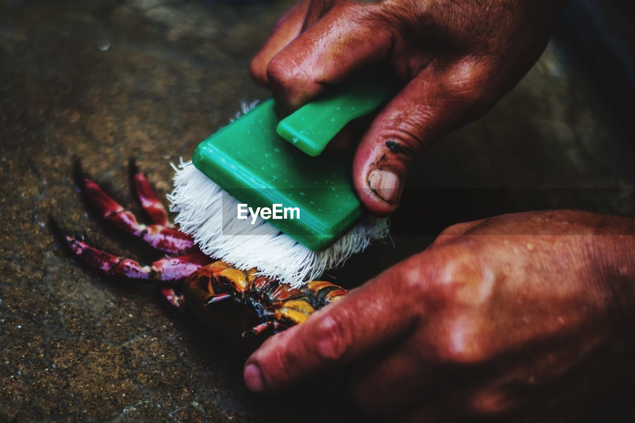 Cropped hands of woman cleaning crab