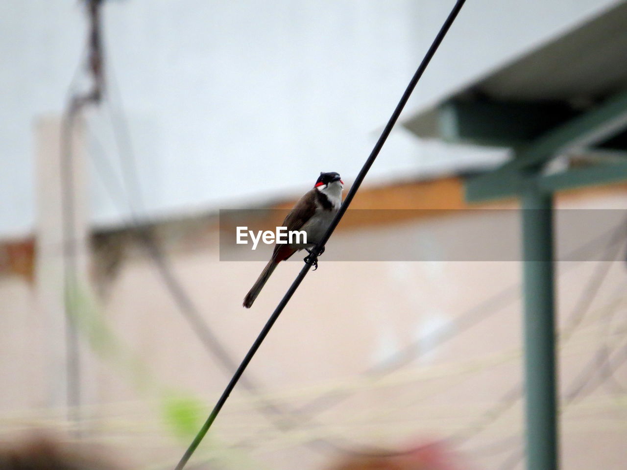 Close-up of bird perching on cable