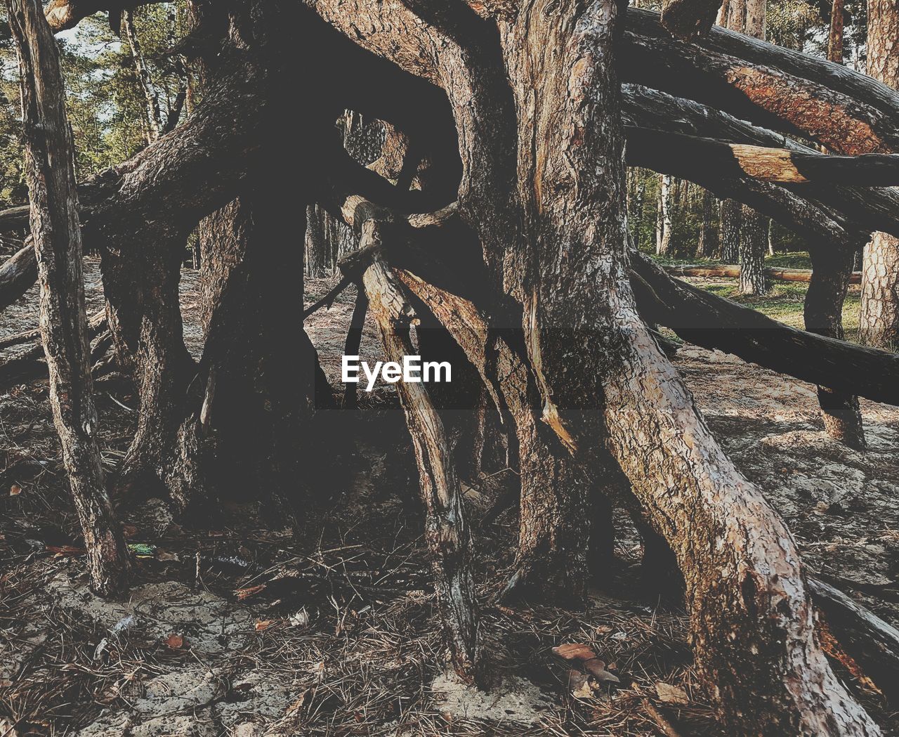 Close-up of tree trunk in forest