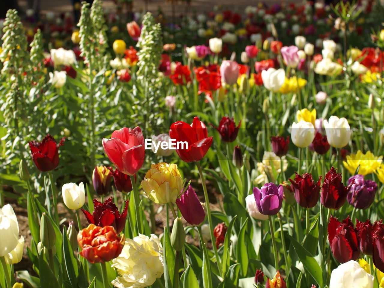 CLOSE-UP OF MULTI COLORED FLOWERS GROWING OUTDOORS