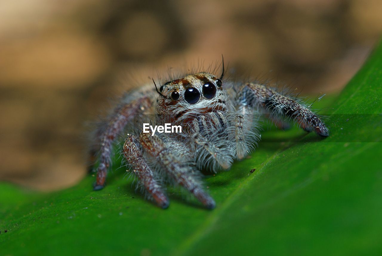 Close-up of spider on leaf