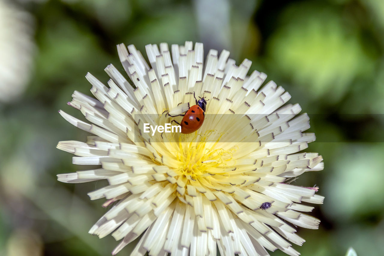 Flower and insect in macro Macro Insect Ladybug Flower Macrophotography Bees Butterfly Butterfly - Insect Macro Photography