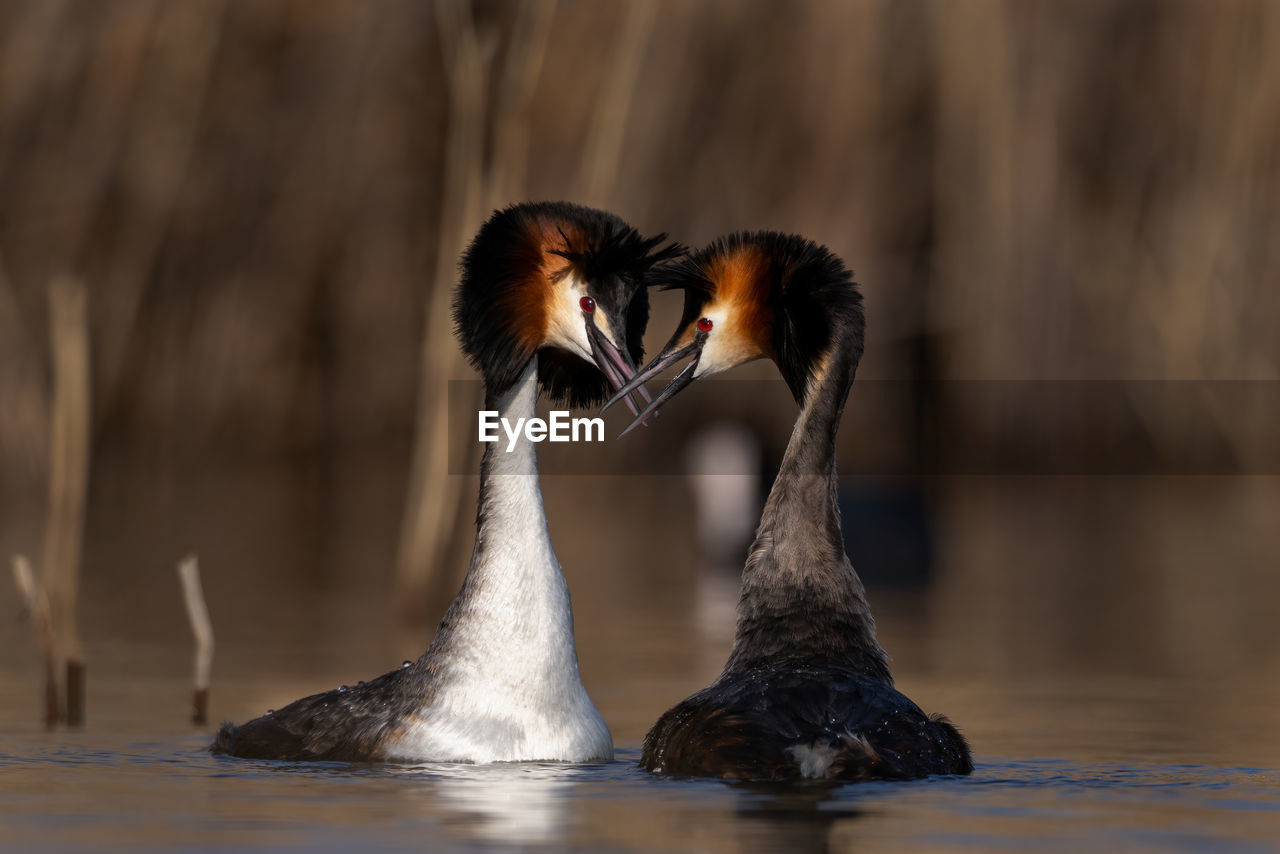 Great crested grebe podiceps cristatus mating ritual in wetland natural habitat