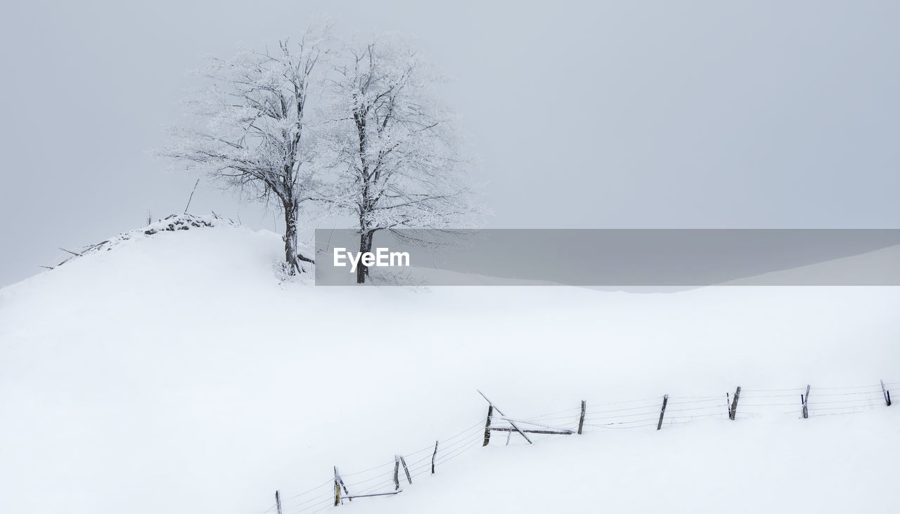 BARE TREE ON SNOW COVERED FIELD