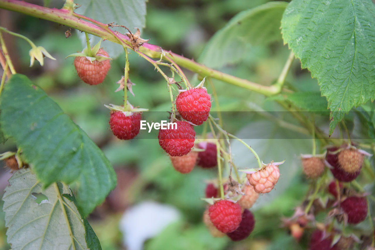 Organic raspberries in the garden