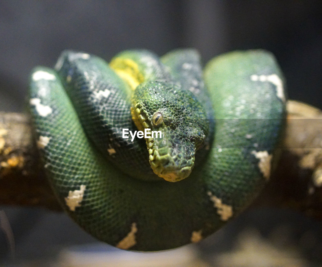 CLOSE-UP OF SNAKE ON LEAF