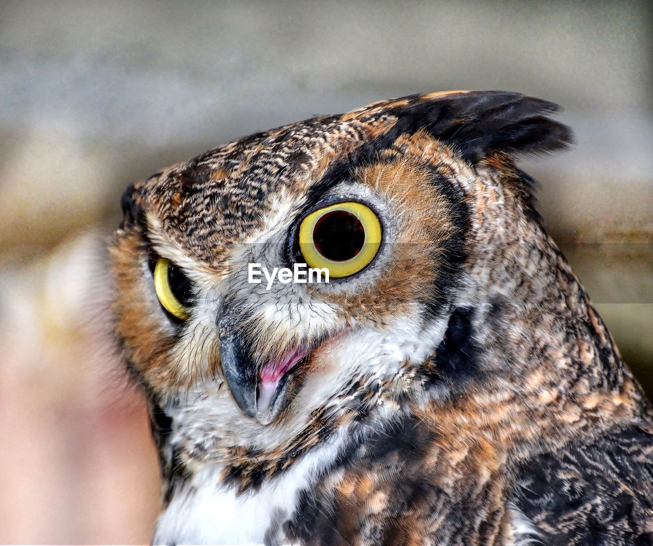 Close-up portrait of owl