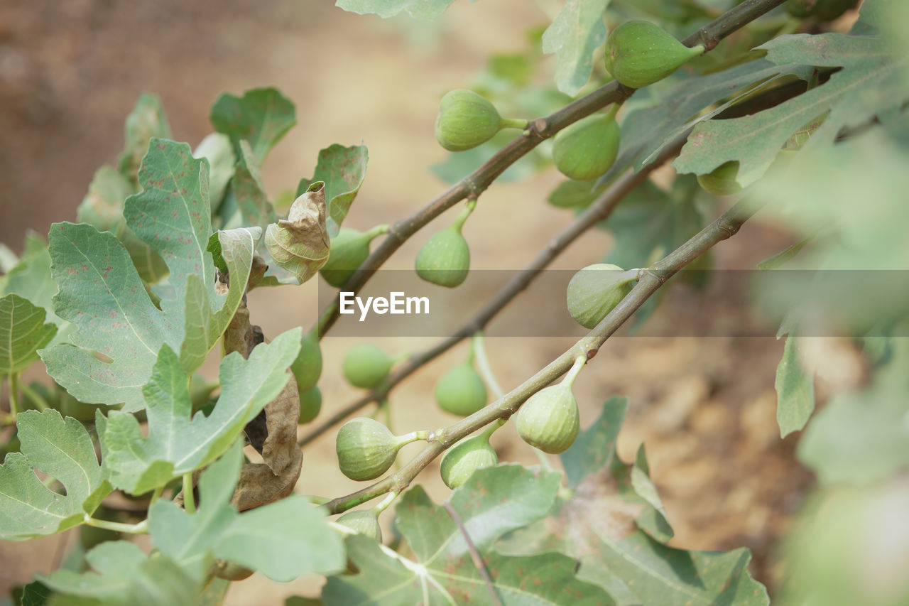 Fig fruit plant tree growing in farm orchard