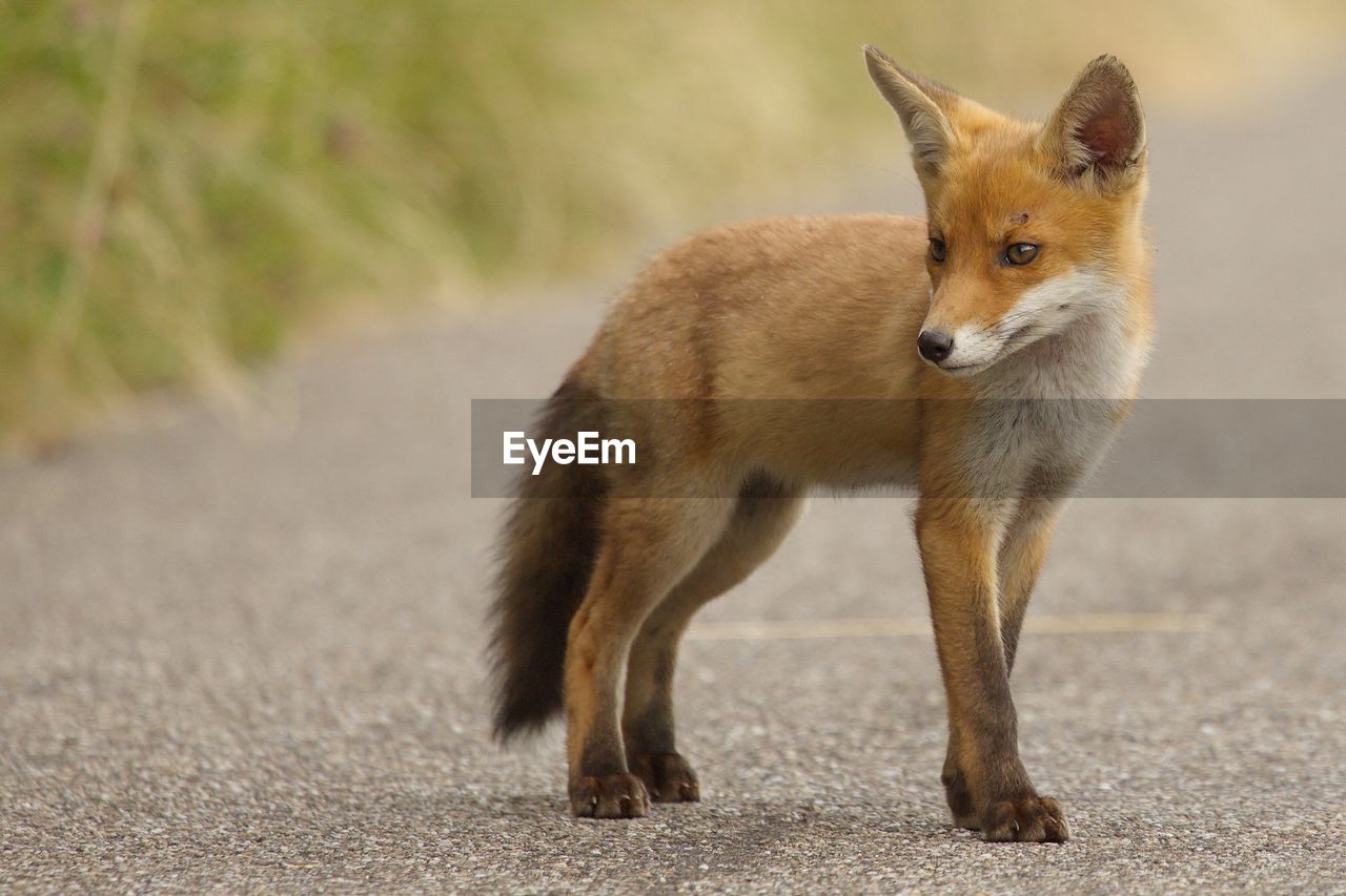 Fox pup standing on road