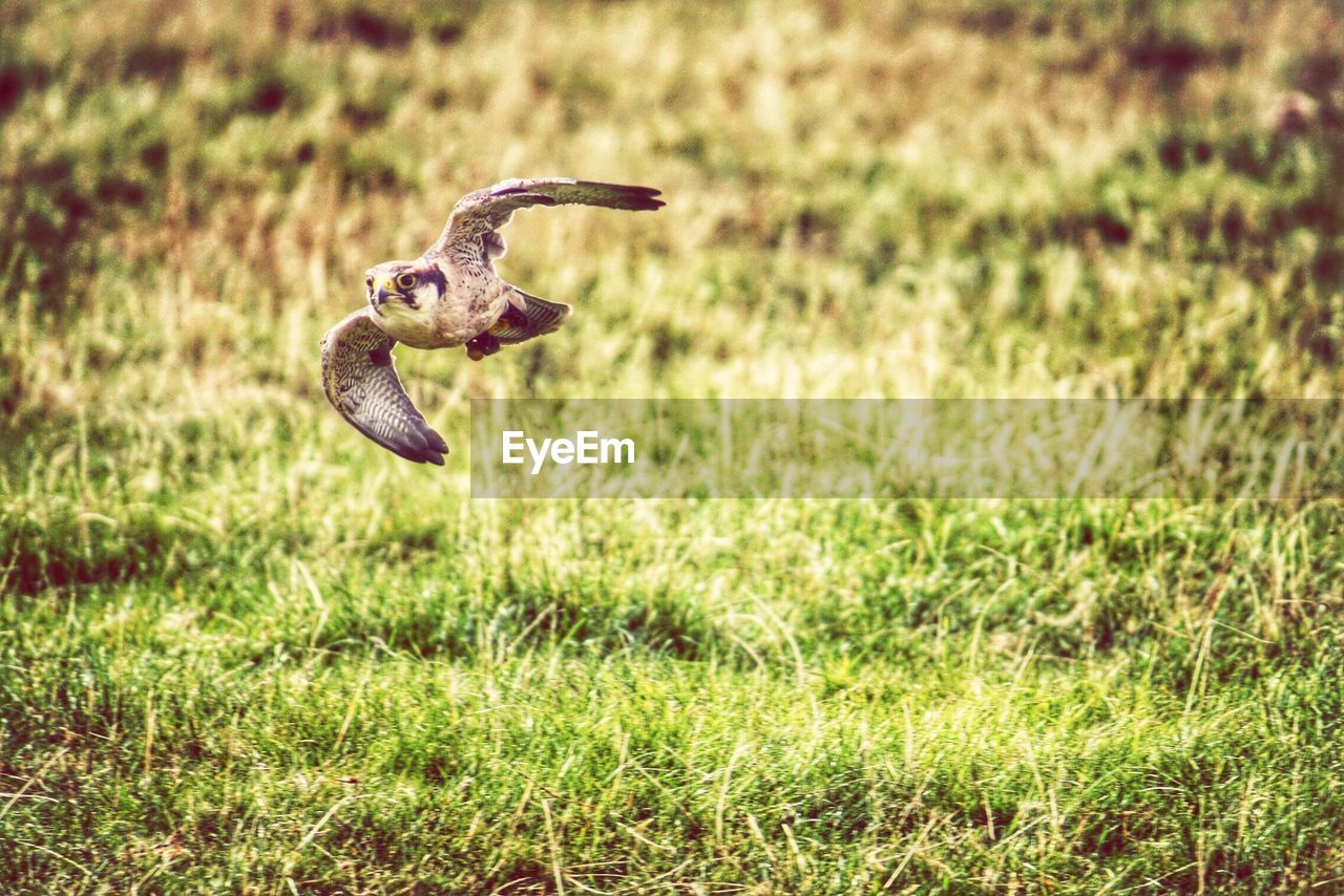 Close-up of bird flying over field