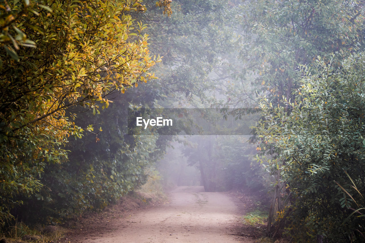 tree, plant, morning, sunlight, autumn, nature, forest, leaf, beauty in nature, fog, road, mist, footpath, woodland, environment, the way forward, no people, tranquility, land, growth, outdoors, day, scenics - nature, landscape, transportation, tranquil scene, dirt road, plant part