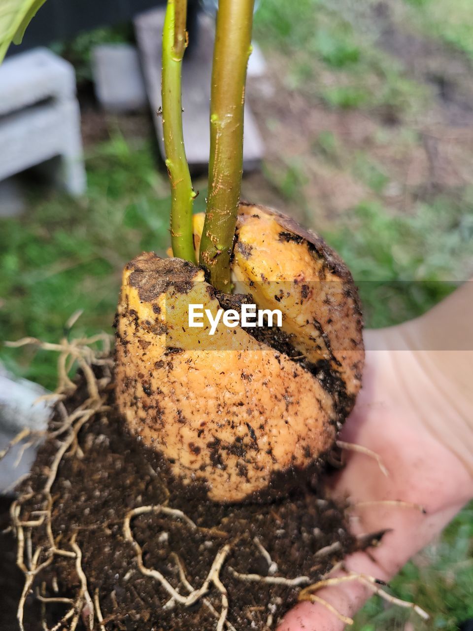 soil, hand, food, one person, food and drink, nature, holding, plant, vegetable, close-up, day, organic, outdoors, growth, healthy eating, freshness, gardening, focus on foreground, dirt, agriculture, leaf, produce, adult, animal, land, mushroom