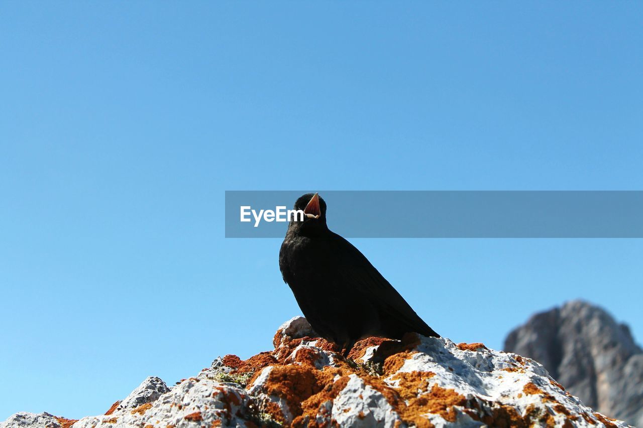 Low angle view of blackbird perching on rock against clear sky
