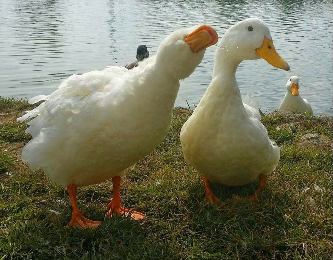 BIRDS ON LAKE