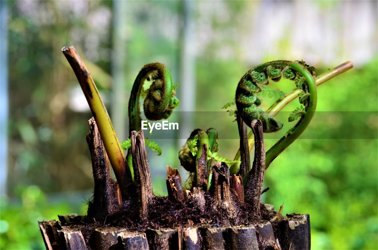 CLOSE-UP OF FRESH GREEN PLANTS WITH TREES