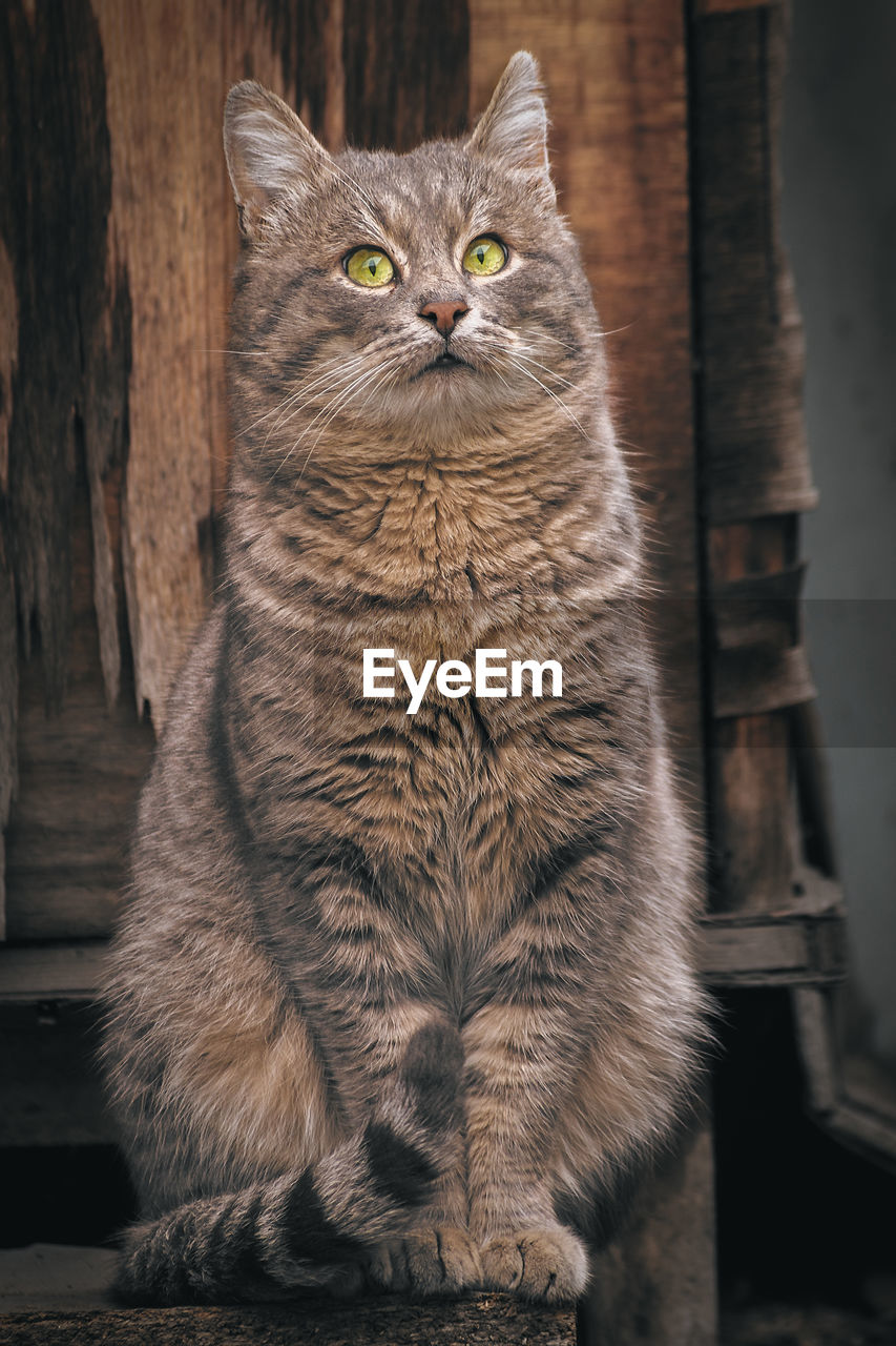 Close-up portrait of tabby cat