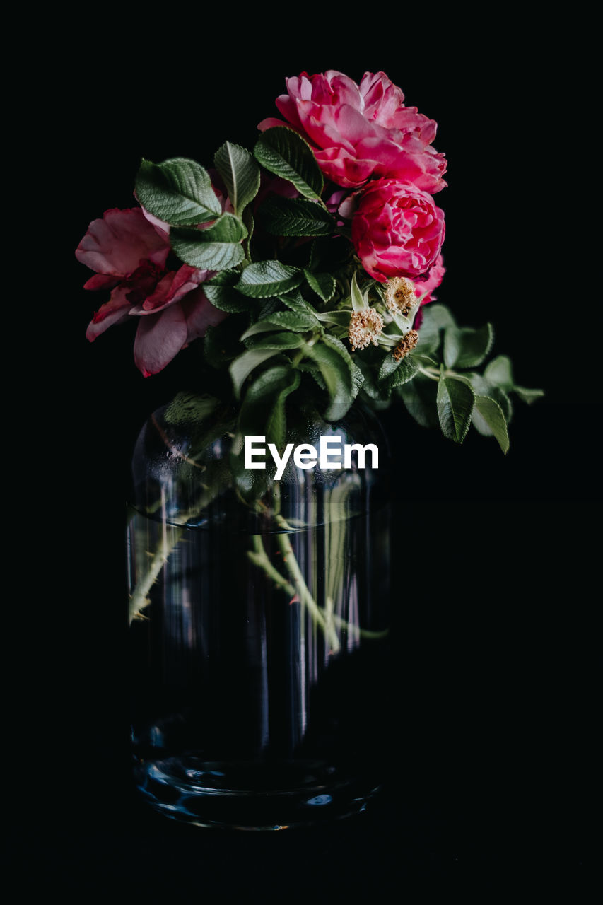 Close-up of rose bouquet in glass vase against black background