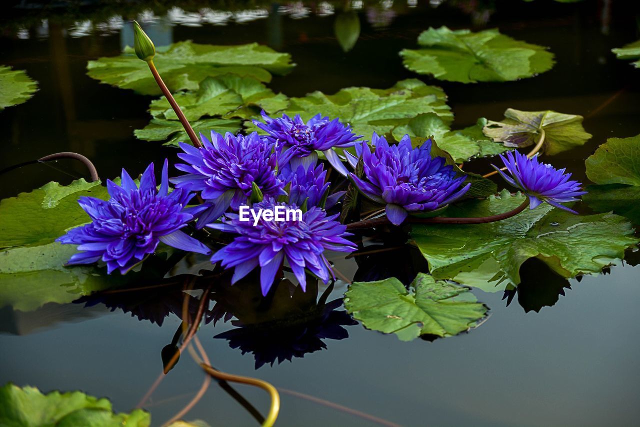 CLOSE-UP OF PURPLE FLOWERS AND LEAVES