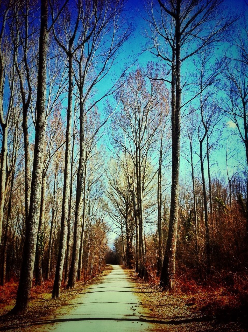 EMPTY ROAD IN FOREST