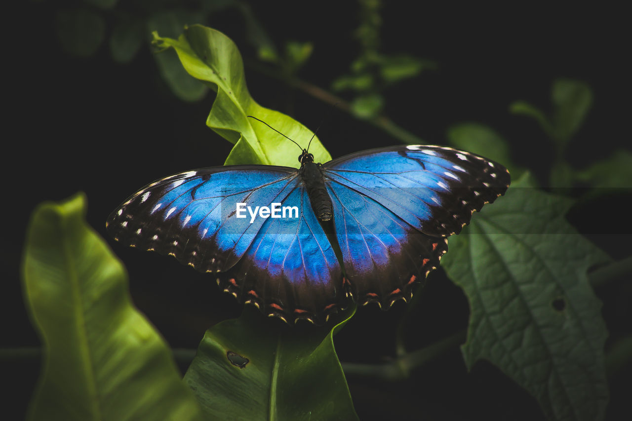 CLOSE-UP OF BUTTERFLY ON LEAF