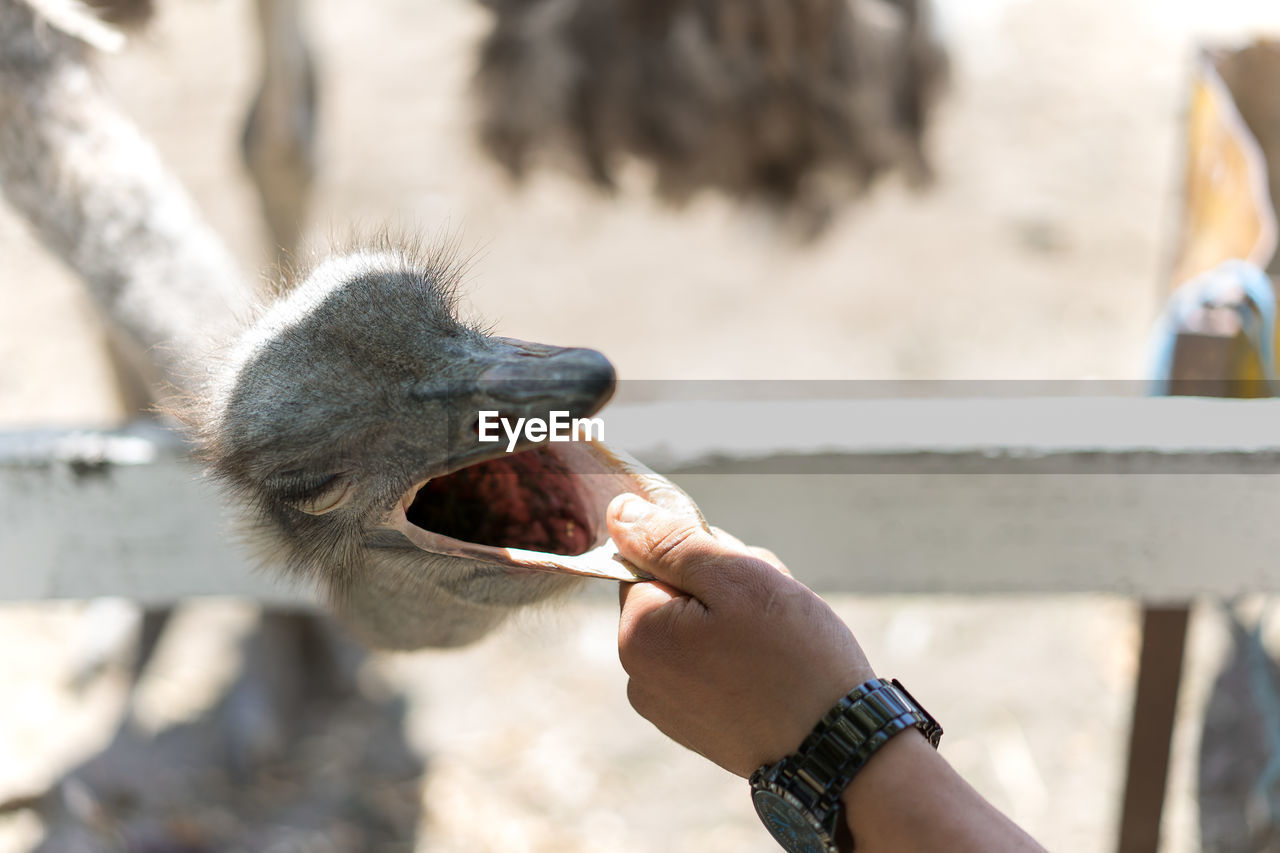 Cropped hand of man holding ostrich beak