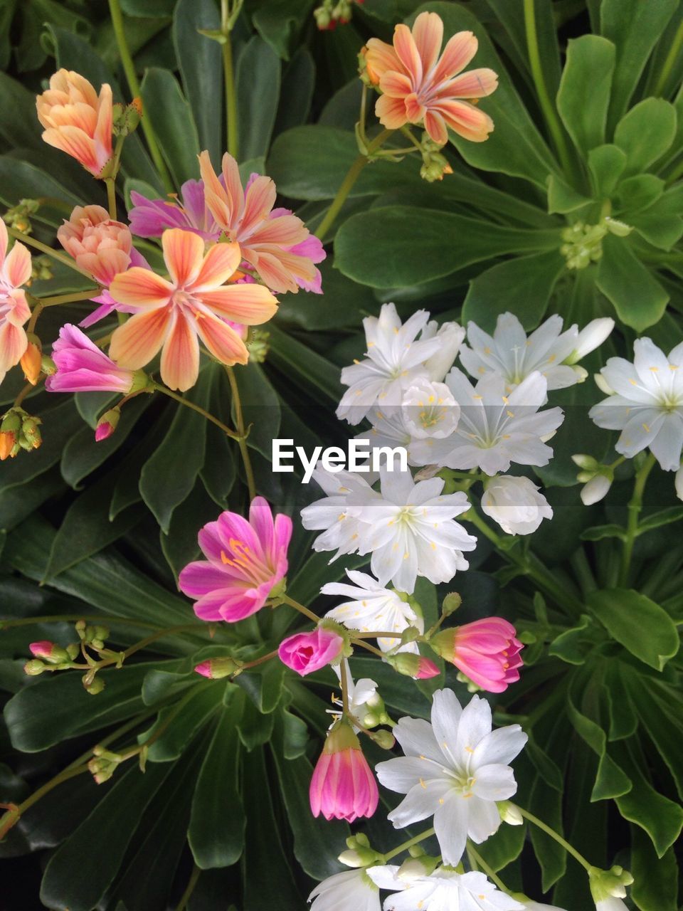 High angle view of colorful flowers blooming in lawn