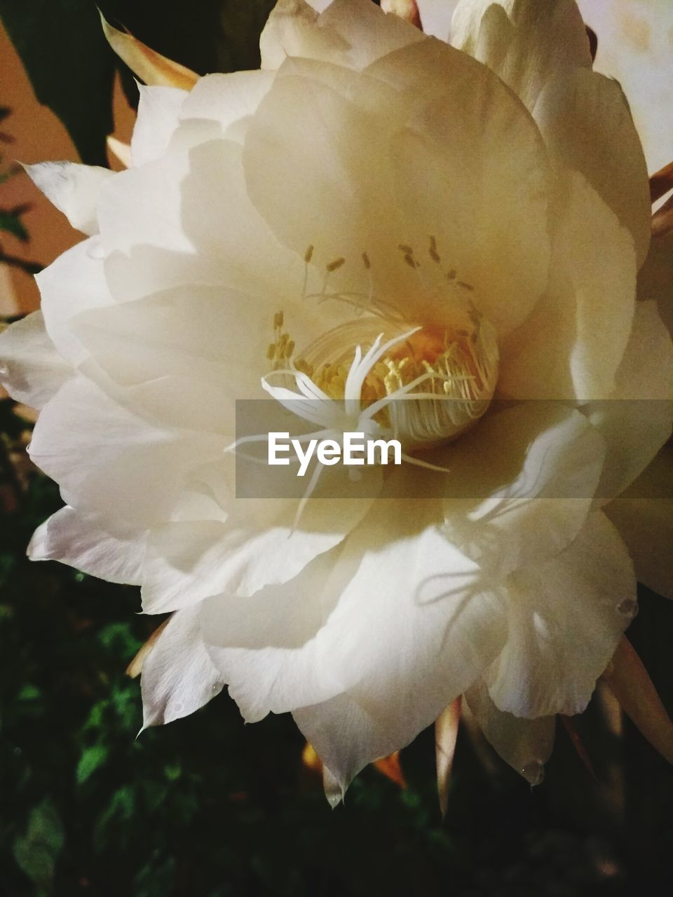 CLOSE-UP OF FLOWERS BLOOMING OUTDOORS