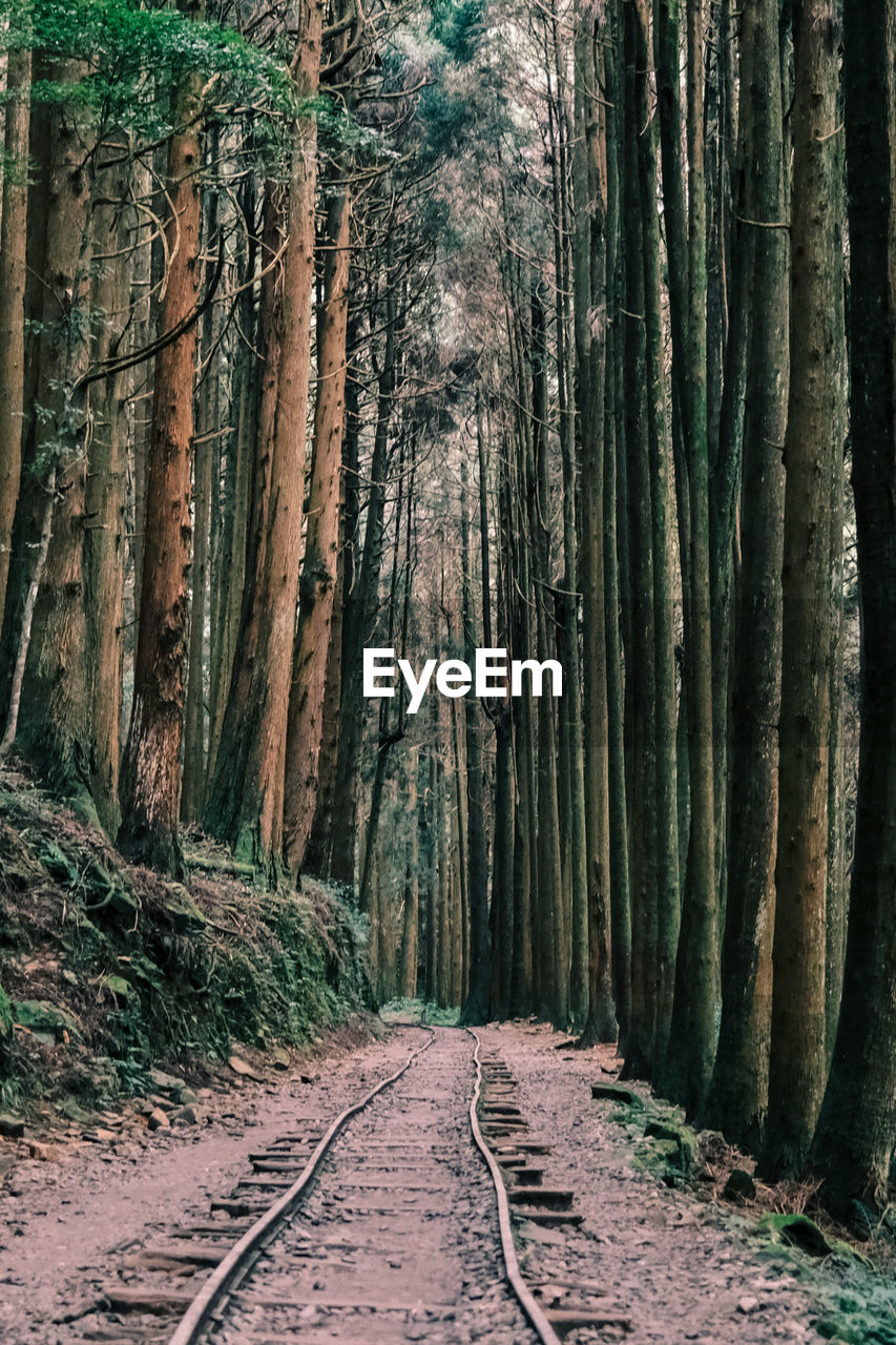 Walkway amidst trees in forest