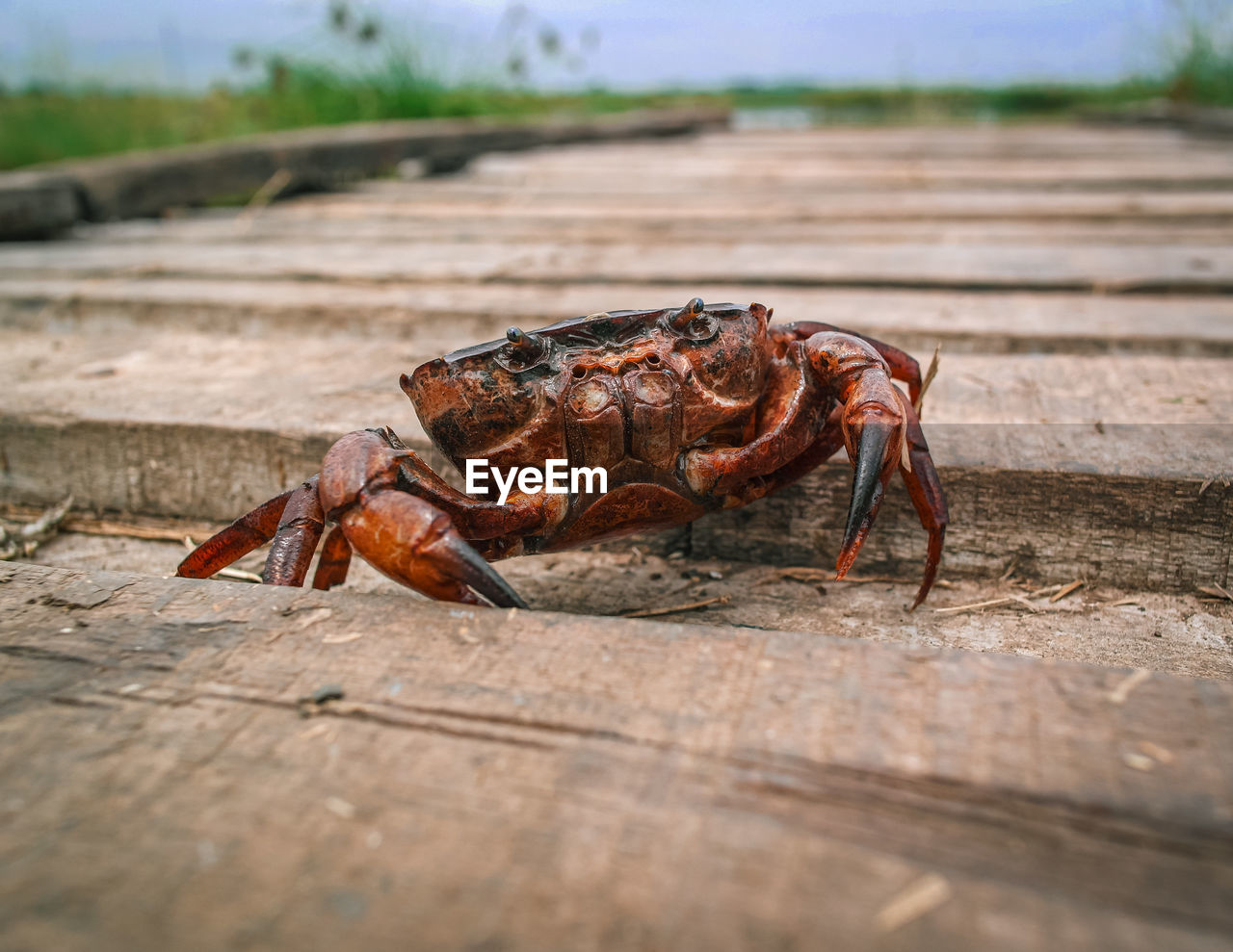 Close-up of crab on beach