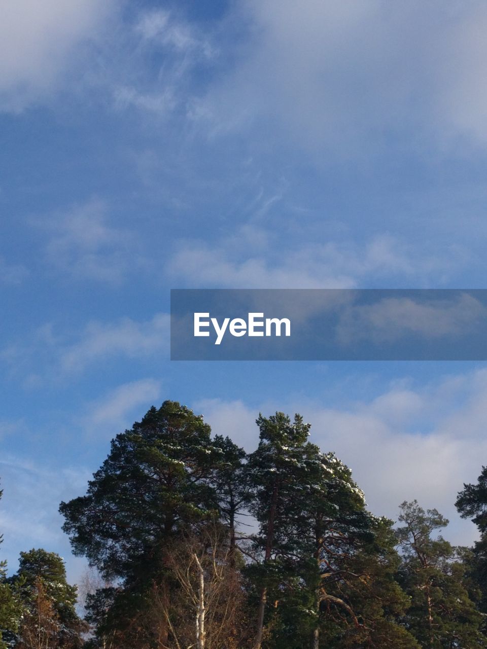 LOW ANGLE VIEW OF TREE AGAINST CLOUDY SKY