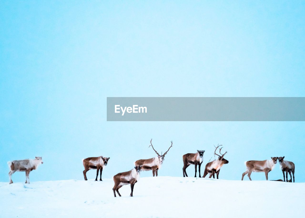 Reindeers on snow covered against clear sky