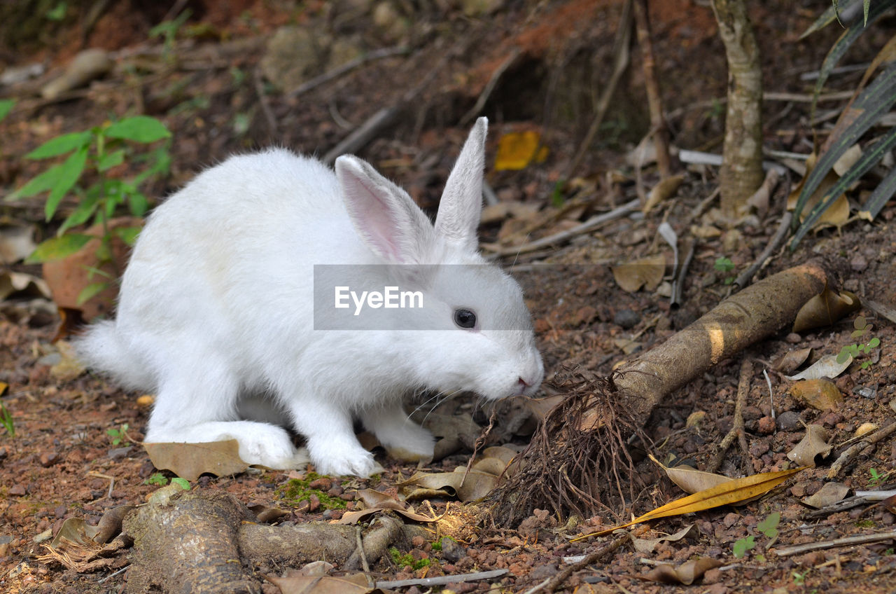 White little rabbit searching a plant