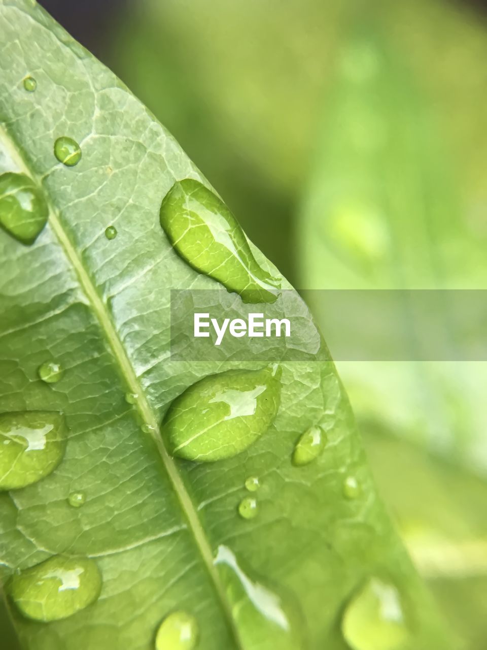 Close-up of water drops on leaf