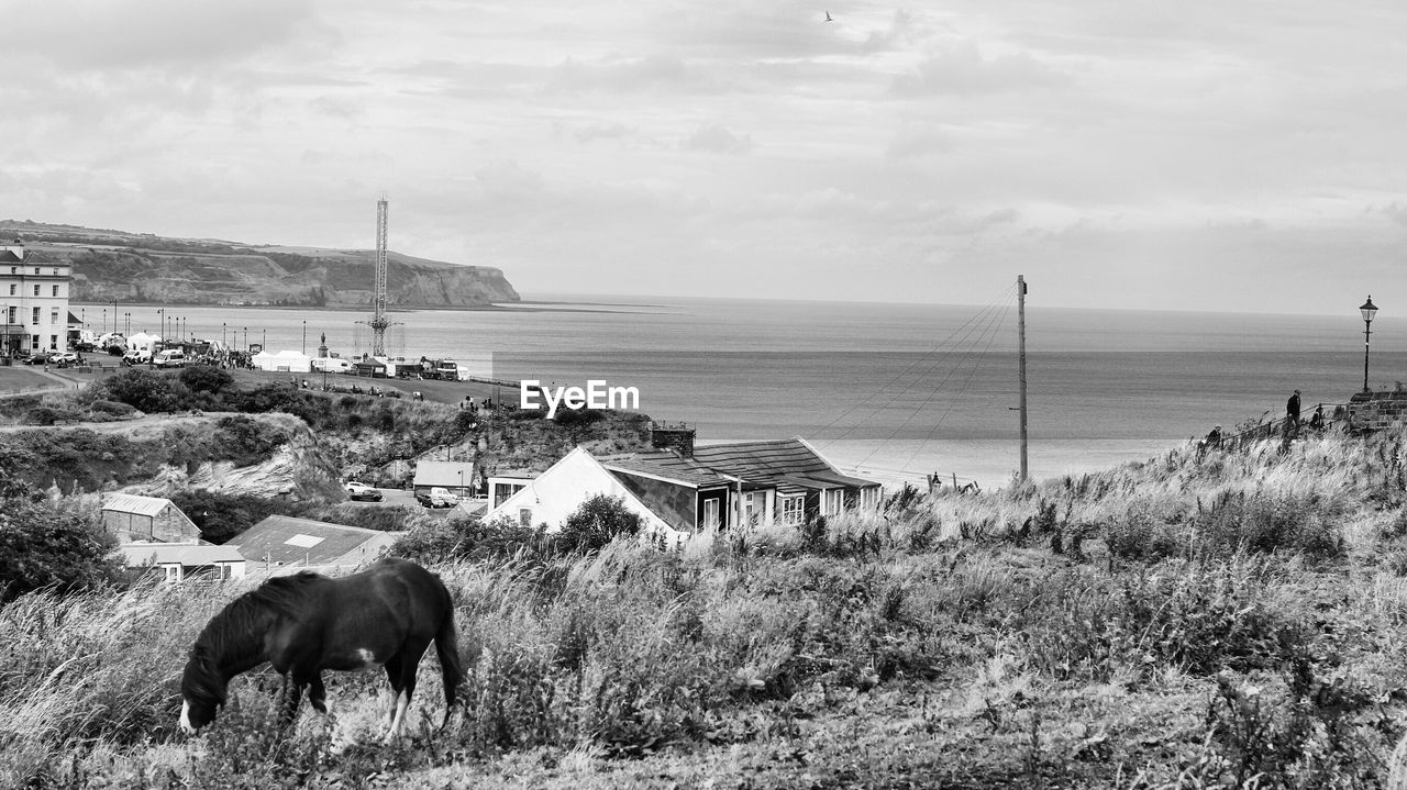 Cows on beach against sky