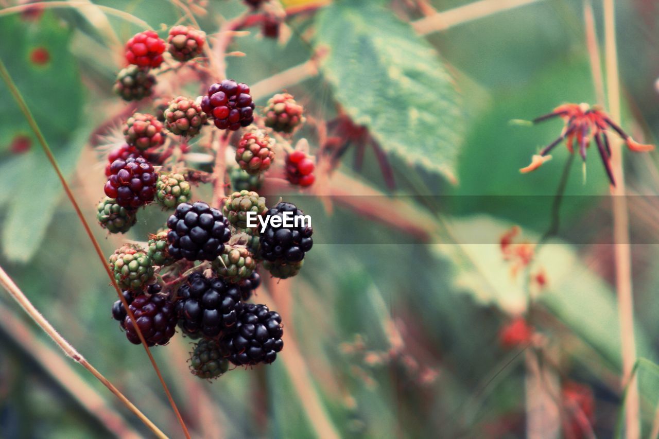 Close-up of berries growing outdoors