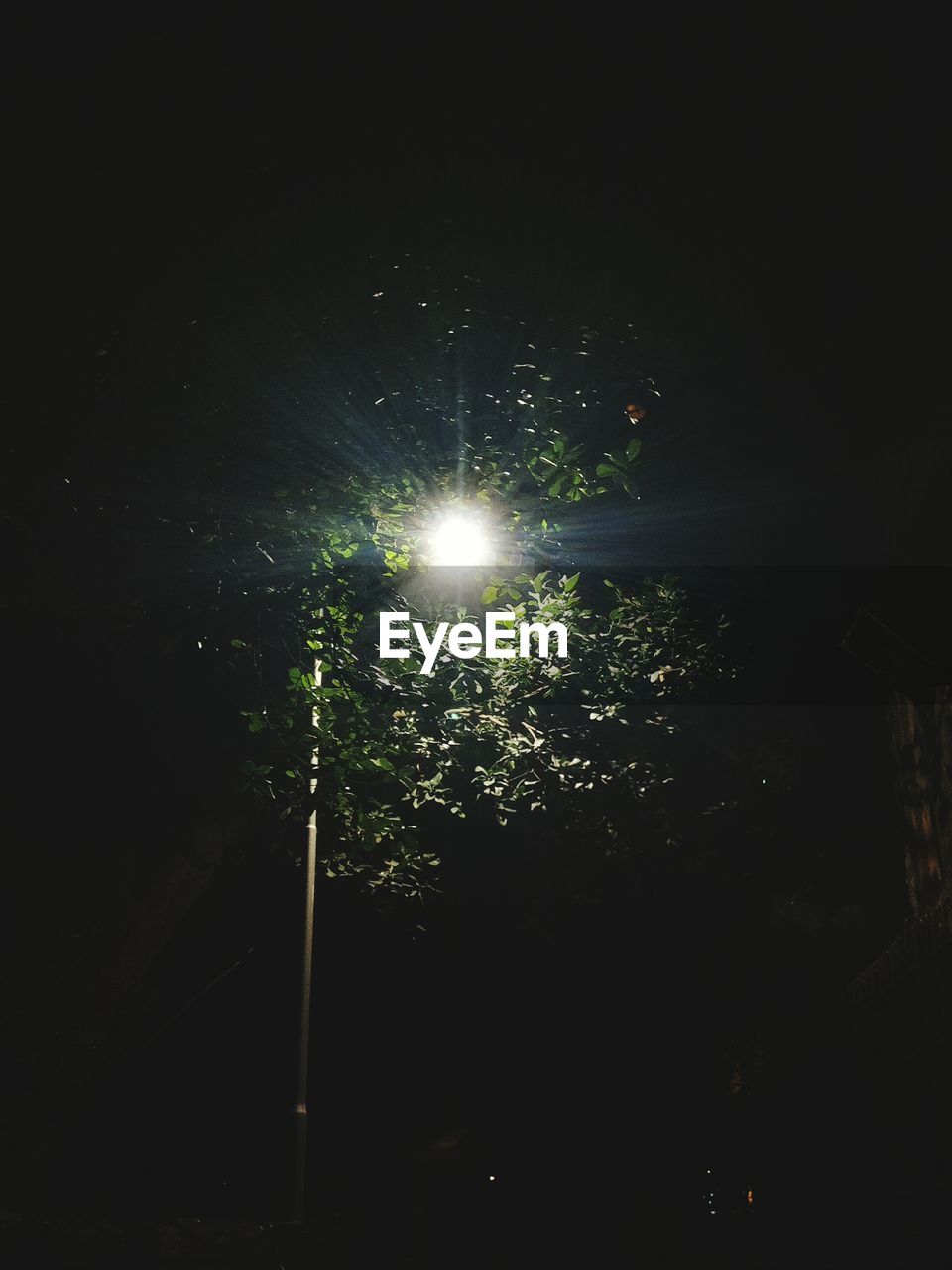 LOW ANGLE VIEW OF TREE AGAINST SKY AT NIGHT