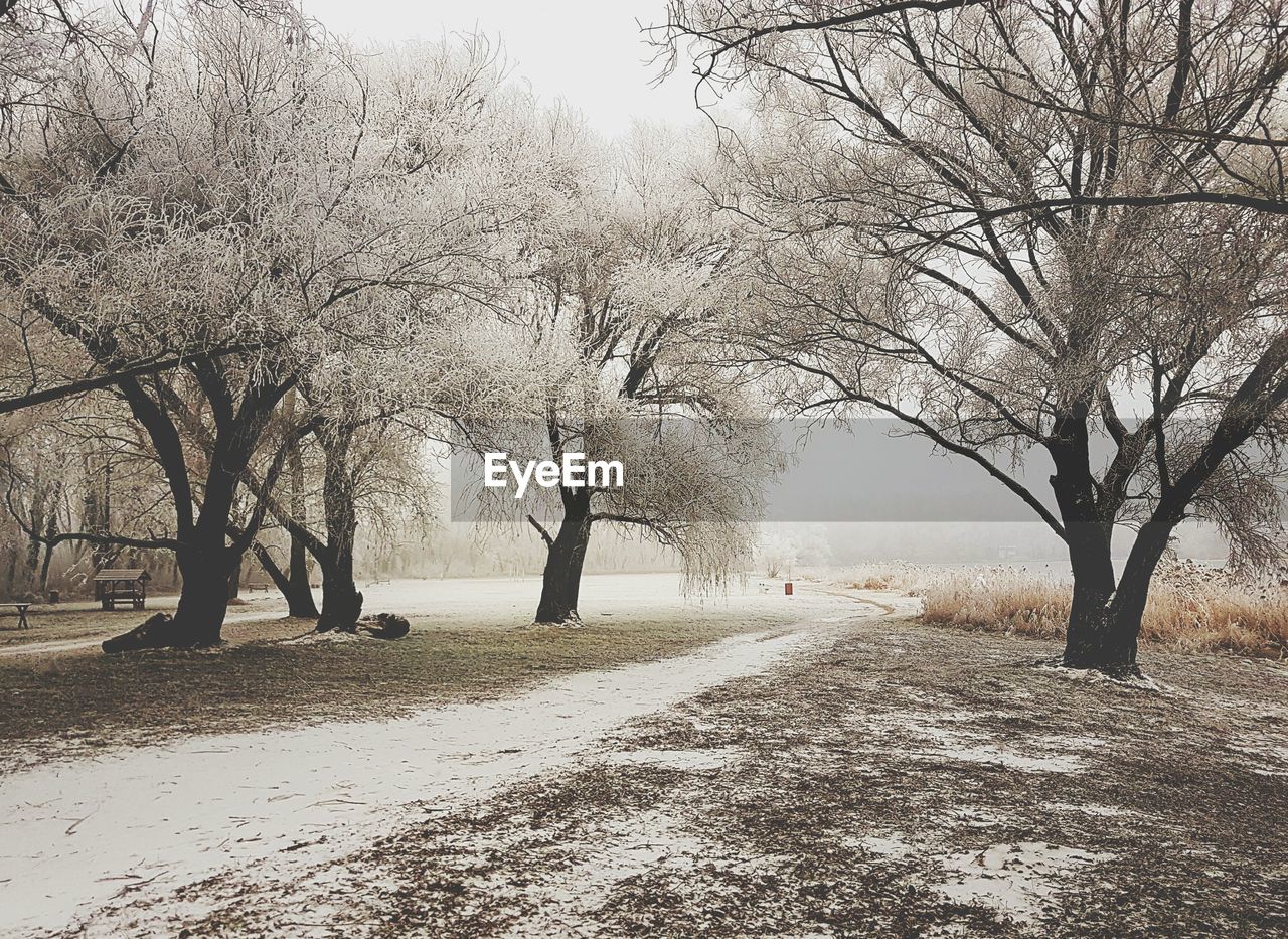 TREES IN PARK