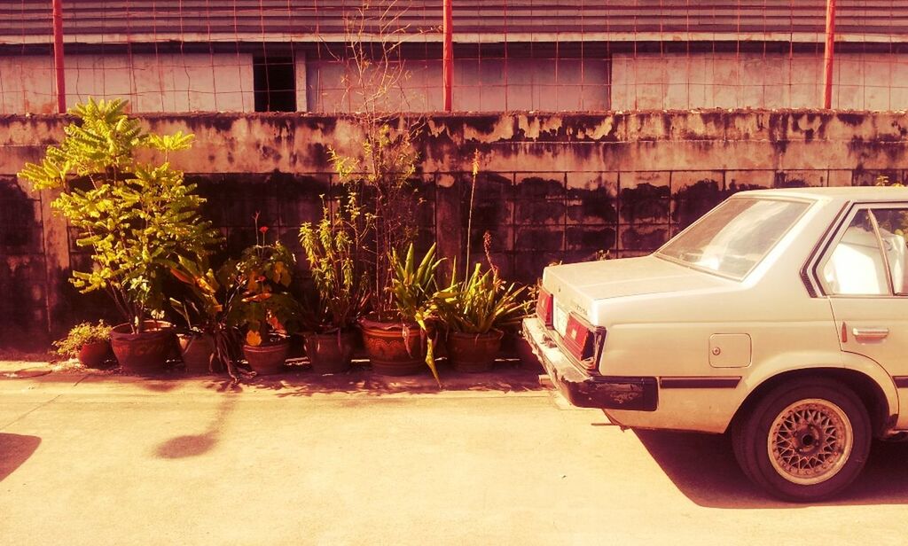 Cropped image of car by potted plants on road