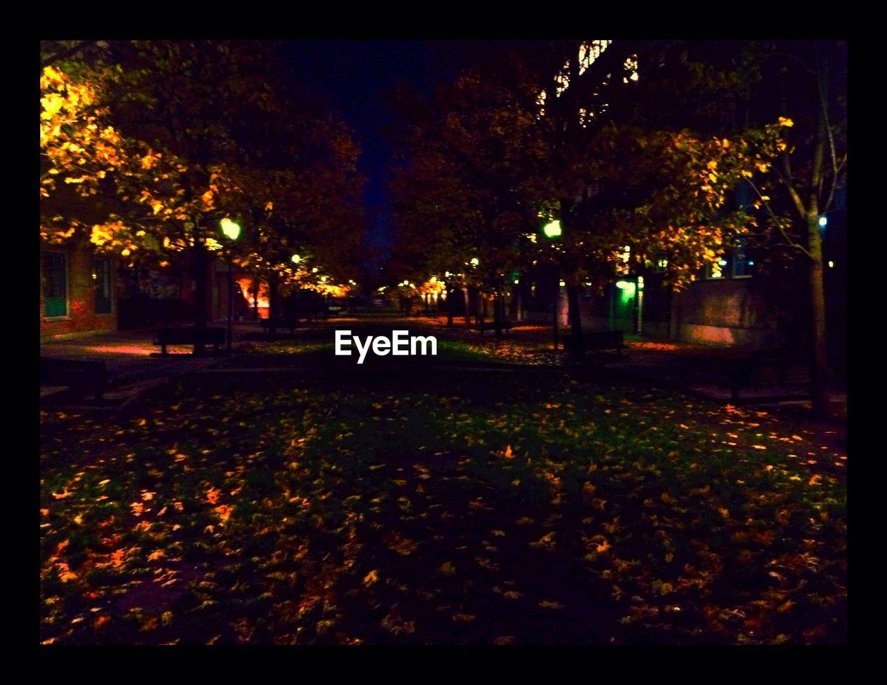 VIEW OF ILLUMINATED TREES