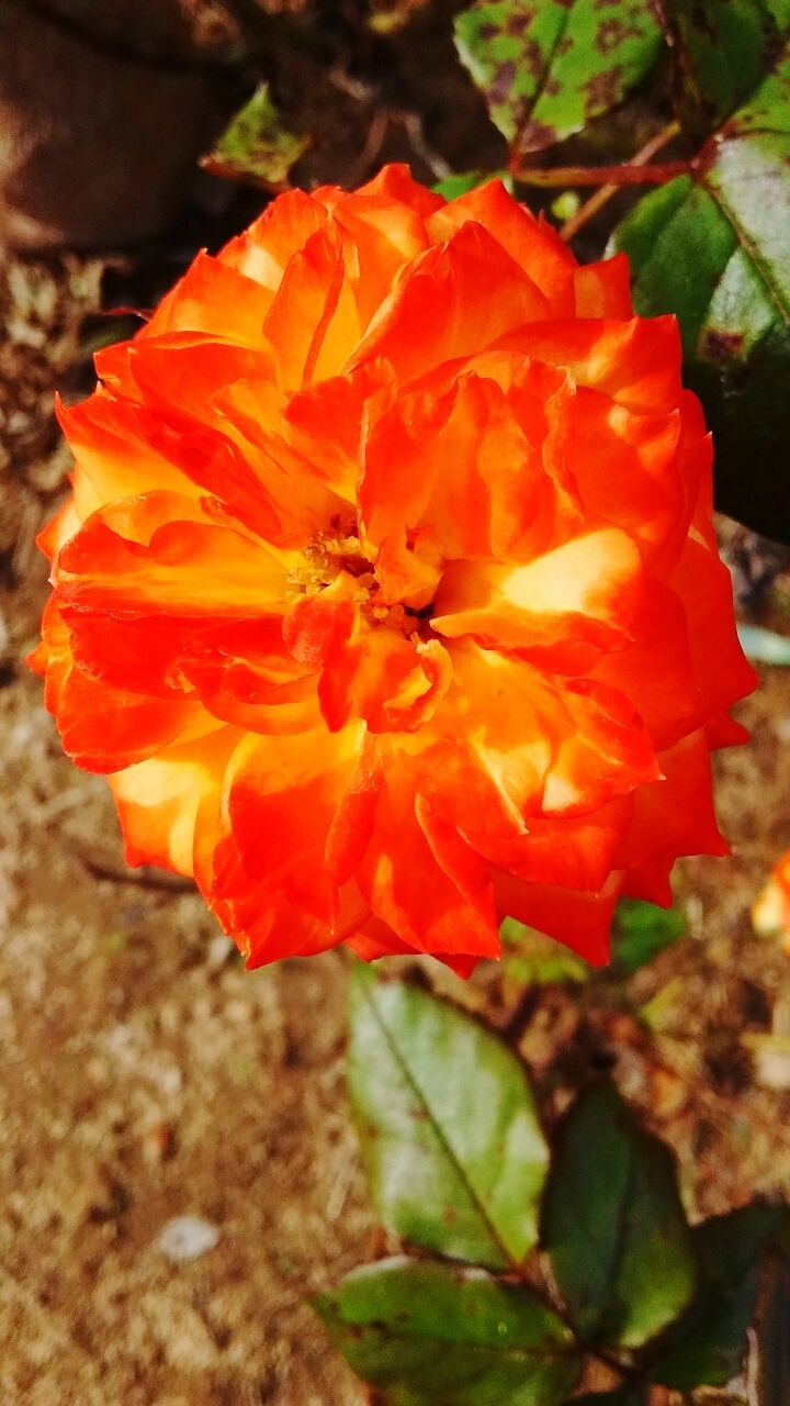 CLOSE-UP OF RED FLOWERS BLOOMING