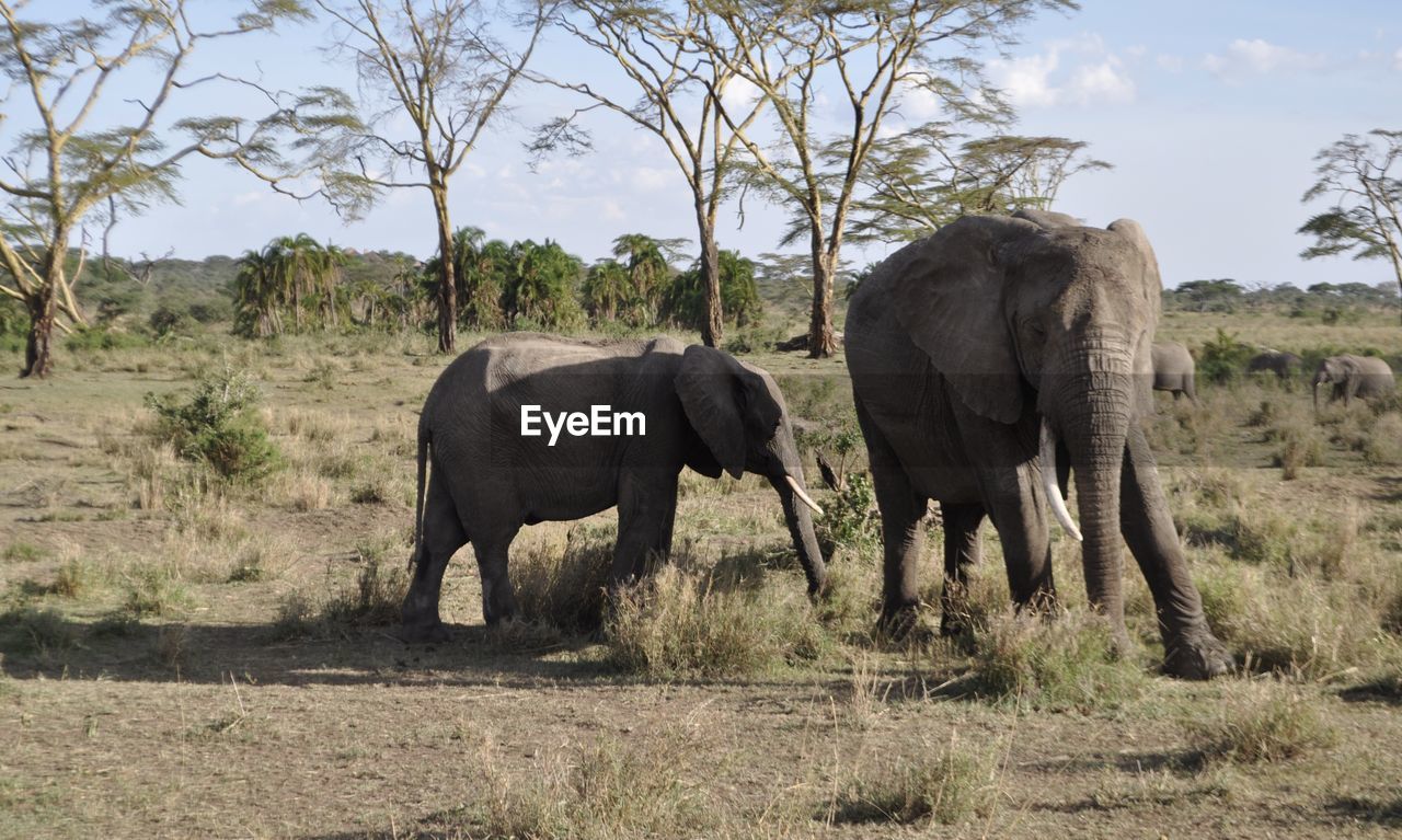 VIEW OF ELEPHANT IN THE FIELD