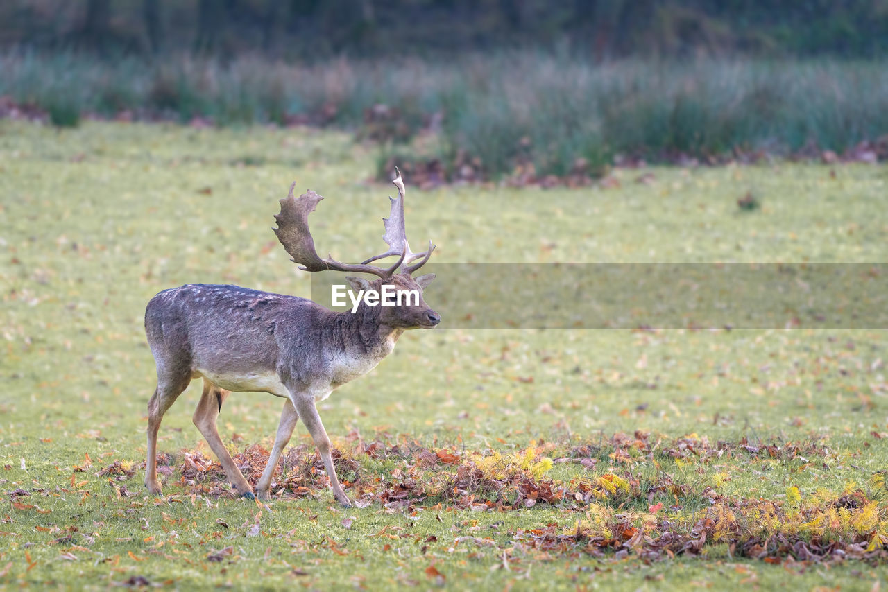 animal, animal themes, animal wildlife, wildlife, mammal, deer, one animal, grassland, prairie, nature, no people, grass, plant, antler, reindeer, full length, outdoors, side view, day, plain, land, standing, autumn, field, herbivorous, domestic animals, beauty in nature, environment, landscape, stag