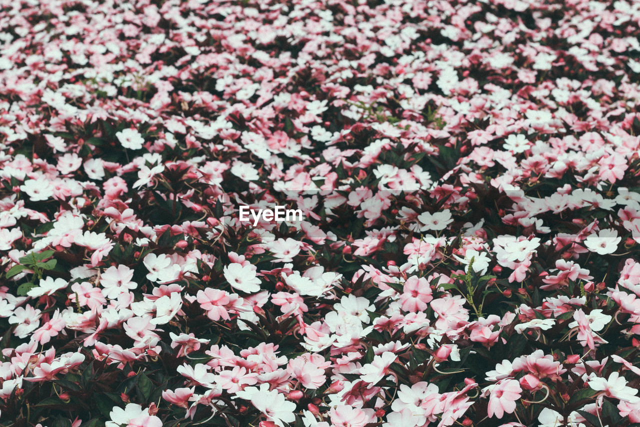 Full frame shot of pink flowering plants